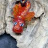 Drache Dreki Rot